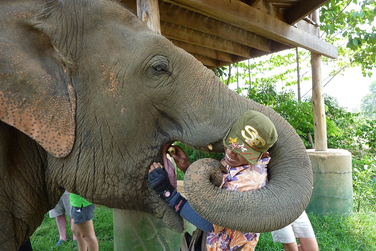 Elephant Sanctuary in Thailand